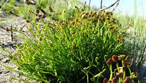 Image result for Schizaea