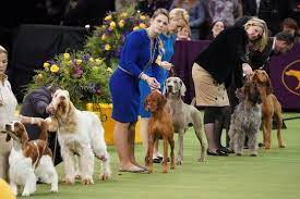 Westminster dog show group winners. Westminster Kennel Club Dog Show 2021 Pier 94 Manhattan 15 February To 17 February