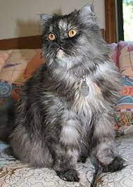 Persian Cat Wikipedia