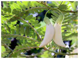 Hibiscus are ornamental plants and hibiscus flowers are used to make herbal tea around the world. 5 Flowers That Can Be Made Into Delicious Pakoras