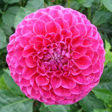 Dahlia Blyton Pink Maid Pansies Flowers Dahlia Flower Flowers