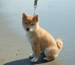 pin by elizabeth baiyor on puppies baby dogs shiba inu japanese dogs