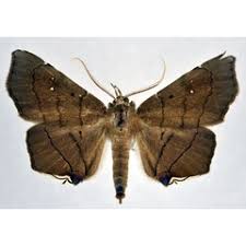 Image result for Rytigynia sp. N