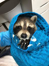 Check spelling or type a new query. Raccoon Operation Wildlife