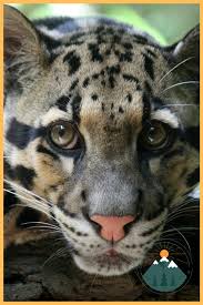 A Rare Taiwanese Leopard Has Been Seen For The First Time After 30 Years In 2020 Rare Cat Breeds Animals Rare Animals