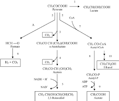 Mixed Acid And Butanediol Fermentation Carried Out By The Download Scientific Diagram