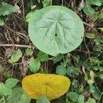 Image result for Stephania abyssinica