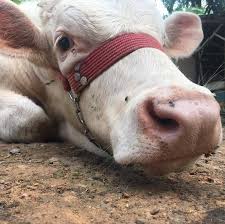Secara puratanya seekor lembu akan mengeluarkan susu dari masa melahirkan anak sehingga ianya bunting 8 bulan. Jual Beli Lembu Kambing Lain2 Negeri Johor Posts Facebook