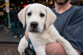 The golden retriever is a different breed of dogs. A Pretty Cute Yellow Lab Puppy Being Held By Ita S Owner Lizenzfreie Fotos Bilder Und Stock Fotografie Image 129131479