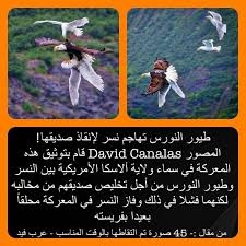 طيور النورس تهاجم نسر من أجل تخليص صديقهم Poster Movie Posters Movies