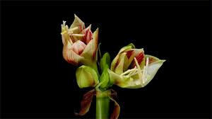 When you use our flowering plant animations or clipart please give us credit. Spring Is Almost Here Let These Blooming Flowers Remind You Greener Ideal