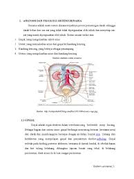 Check spelling or type a new query. Jurnal Sistem Urinaria Manusia Pdf Anatomi Dan Fisiologi Jurnal Pdf Document Especialista I Grado Gerontologia Y Geriatria