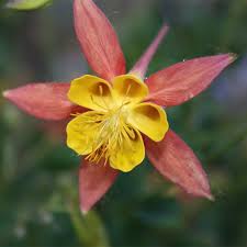 Image result for Aquilegia pompom mix