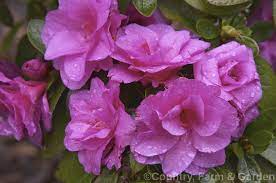 Rhododendron Happy Days Photo Azaleas Rhododendron Evergreen