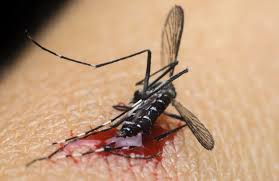 Öldürücü demiyorum , kovucu cihaz olacak. Sivrisinek Ilaclama Aden Bocek Ilaclama Ve Pest Kontrol