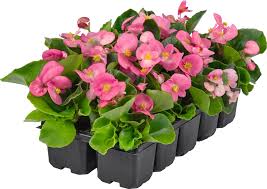 Image result for begonia semperflorens