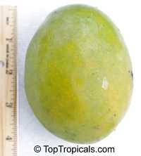 Apr 26, 2018 · the juicy mango is arguably one of the sweetest the tropics have to offer, but freeing the soft fruit from its thick skin can be tough. Mango Mangifera Indica Varieties Toptropicals Com