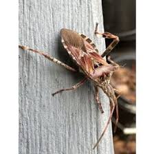 Image result for Lepidagathis eriocephala