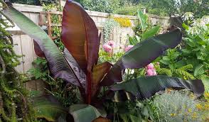 Banana trees should not be fertilized during cold weather and should be kept fairly dry until temperatures begin to warm and growth it is the most cold hardy banana you can buy and, with proper care, will come back year after year forming a large clump of beautiful foliage and thick trunks. How To Overwinter The Red Abyssinian Banana Ensete Ventricosum Maurelii The Garden Of Eaden