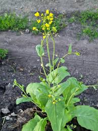 Image result for Brassica rapa