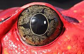 Muhtesem Hayvan Gozleri Allah A Hizmet Cool Eyes Eye Close Up Frog Eye