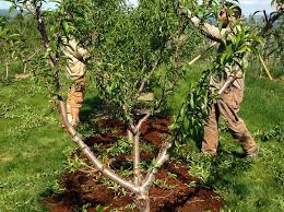 To establish the basic structure, and to provide light channels throughout the tree so that all the fruit can mature well. How To Prune A Fruit Tree Cummins Nursery Fruit Trees Scions And Rootstocks For Apples Pears Cherries Plums Peaches And Nectarines