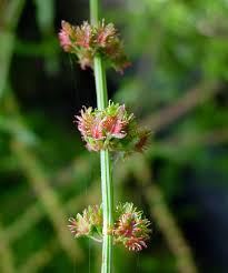 Image result for Rumex nepalensis