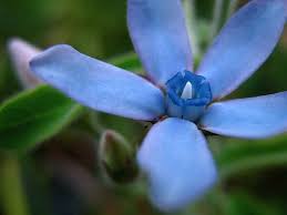 1000 Ideas About Tweedia Flower Photos On Pinterest Tweedia Caerulea Milkweed Flowers