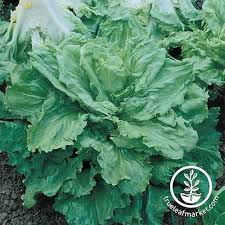 Which is the best type of escarole to grow? How To Grow Endive Cichorium Endivia Gardener S Path