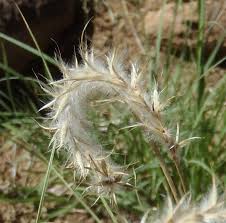 Image result for Elionurus tripsacoides