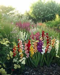 Growing Gladiolus In The Garden Flower Garden Design Gladiolus Flower Flower Garden