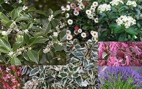 È la classica rampicante annuale da balcone. 8 Piante Facili E Molto Decorative Per Il Giardino Verde Progetto