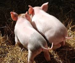 Pin By The Adz Dr On I Don T Eat Animals Pig Cute Pigs Little Pigs