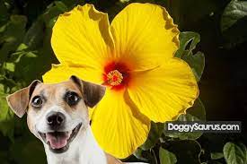 Check spelling or type a new query. Hibiscus Flower Toxic To Dogs Online