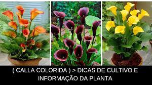 Calla Colorida Dicas De Cultivo E Informacoes Tecnica Da Planta Youtube