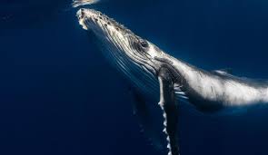 These whales are easily distinguished by the pleats or grooves along their throats. Top 10 Facts About Whales Wwf