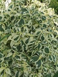 Image result for Boehmeria macrophylla