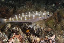 Image result for Boops boops