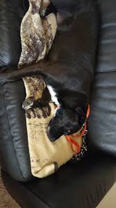 Long haired black and white cat seen hanging out behind rock quarry village  apartments It definitely does not look like a stray!