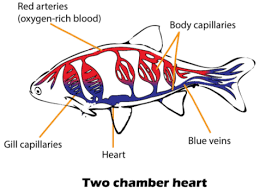 A bony fish's heart has two chambers: The Number Of Chambers In The Heart Of Fish Is Aone Class 11 Biology Cbse