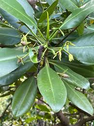 Image result for Rhizophora racemosa