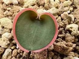 Image result for Eriospermum