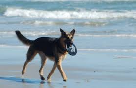 One pet up to 80 lbs is welcome for no additional fee. Tucker Talks With Booe Realty Pristine Pet Friendly Vacation Rentals In Myrtle Beach South Carolina Tripswithpets Com