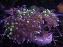 Amazon's choice customers shopped amazon's. Corlas For Sale Nj Reef Club