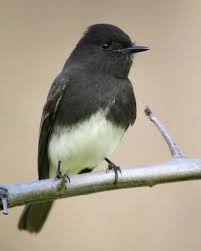 Small Bird With Large Beak Black Phoebe Black And White Birds Little Birds Bird
