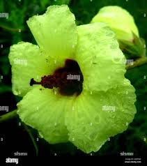 Image result for Hibiscus diversifolius