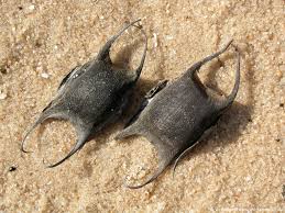 Die körperunterseite, der untere rücken und die flügelschilder sind weiß. Ausgestorbene Tiere Verschwunden In Der Nordsee