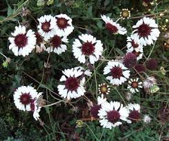 Pin On Glorious Gardens Flowers