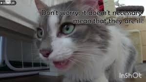 hayvanhekimi kedilerde acik agiz solunumu bazi