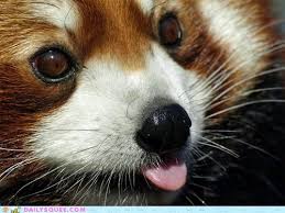 They actually belong to their own taxonomic category called ailuridae. I Can Has Cheezburger Red Panda Page 5 Funny Animals Online Cheezburger